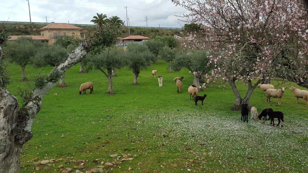 Quinta Das Pias - Holiday Farm Pinhel Exterior foto